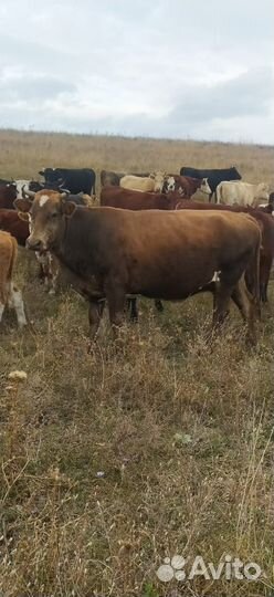 Корова двойные, стельные, яловые, тёлки