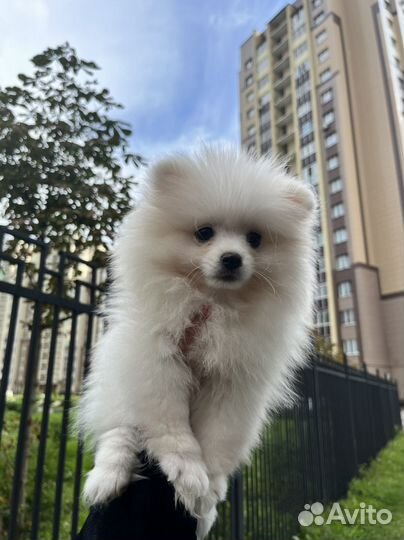 Шпиц mini девочка