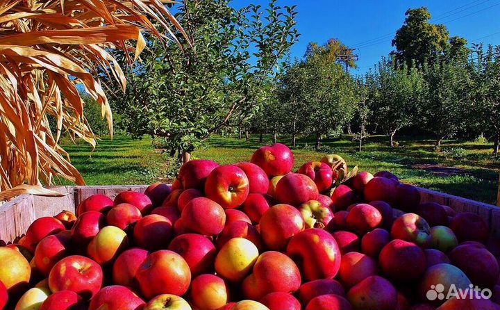 Сборка яблок. Вахта