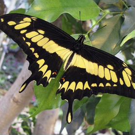 Живые тропические бабочки Papilio mithoasi