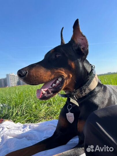 Доберман вязка