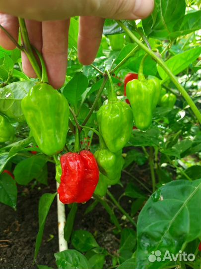 Семена перцев Carolina reaper и Rokubana