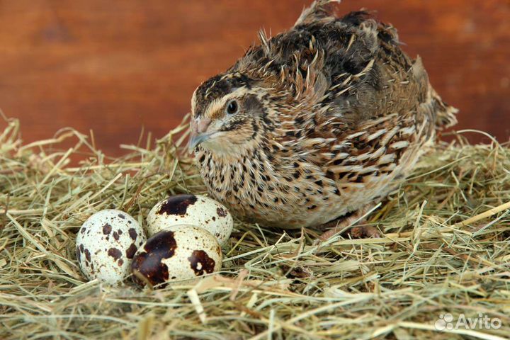 Перепелки-несушки,молодняк,инкуб.яйцо