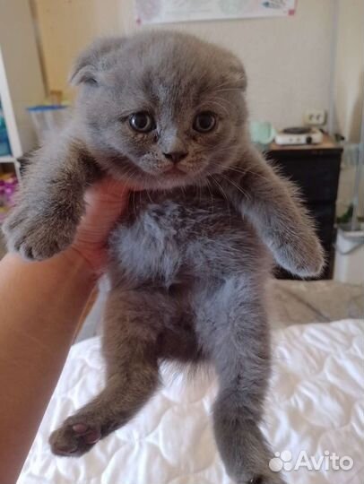 Шотландские вислоухие котята