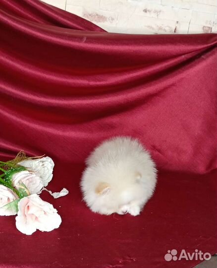 Супер micro кукла