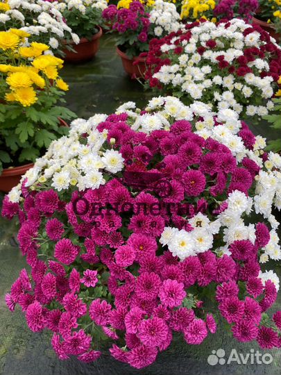 Хризантема осенний цветок