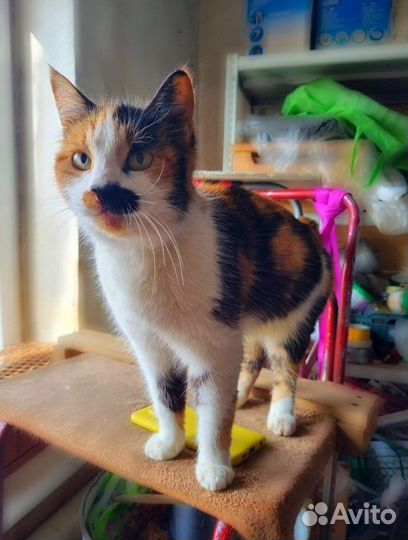 Кошка трехцветная бесплатно в добрые руки