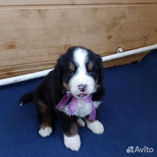 Очень шустренькая девочка Бернский зенненхунд