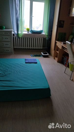 Передержка одного кота, кошки,выезд к собачкам