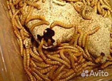 Корм для рептилий