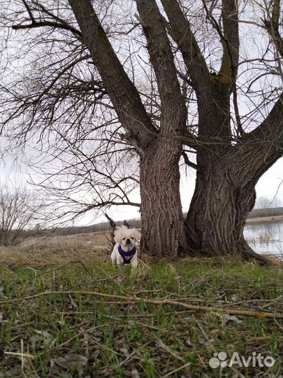 Вязка пикенеса)