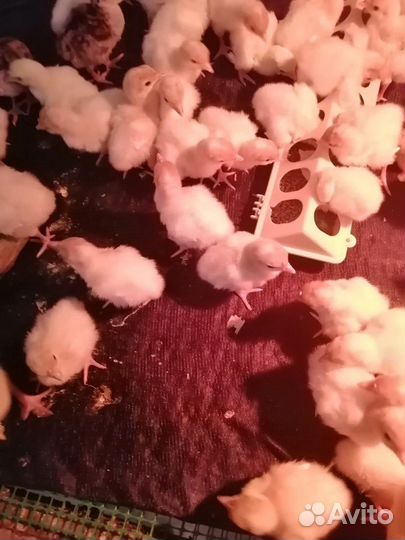 Индюшата суточные