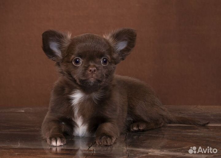 Наикрасивейшая шоколадочка