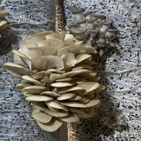 Мицелий вешинки зерновой