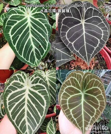 Антуриумы: Crystallinum (cultivar),Silver Blash