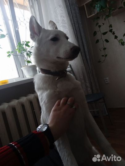 Дворняжки