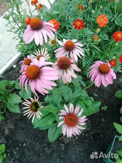 Эхинацея пурпурная