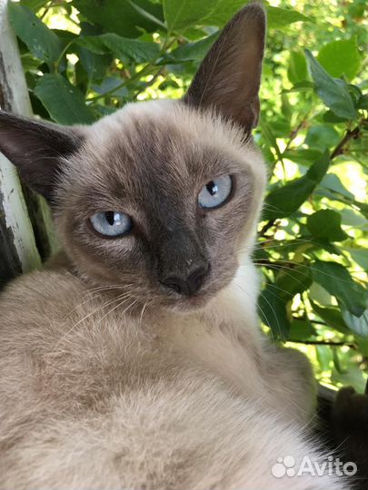 Котята девочки тонк