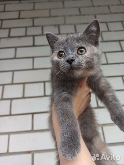 Британская