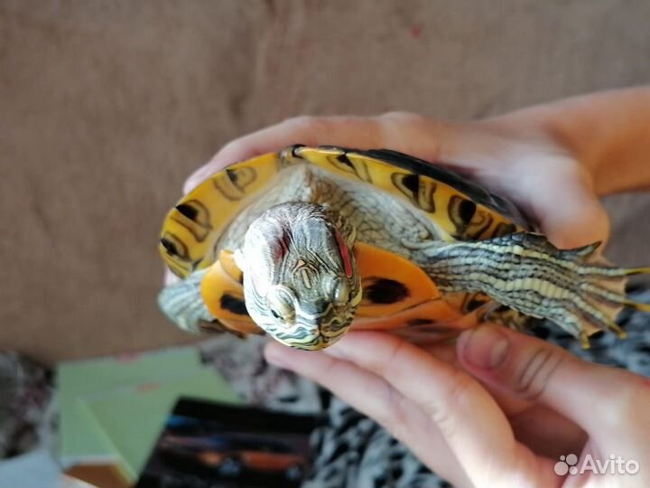 Красноухая черепаха