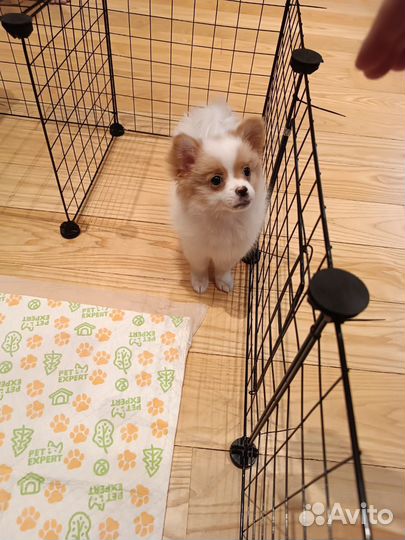 Немецкий шпиц