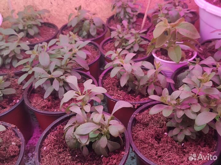 Черенки петунии, калибрахоа, алиссума, вербены