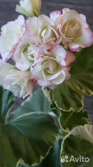 Пеларгония герань коллекционные