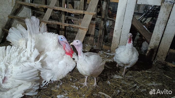 Индюки на племя