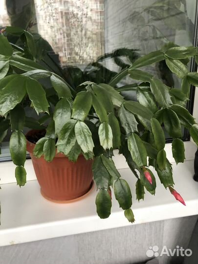 Декабрист шлюмбергера