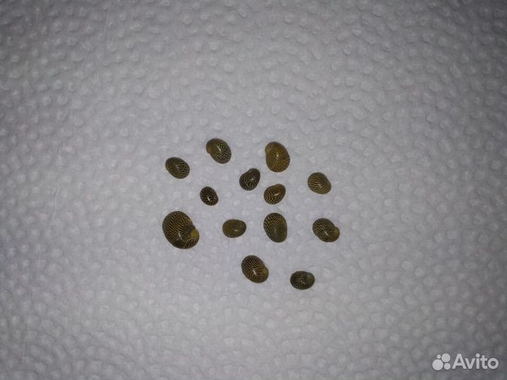 Улитка Теодоксус