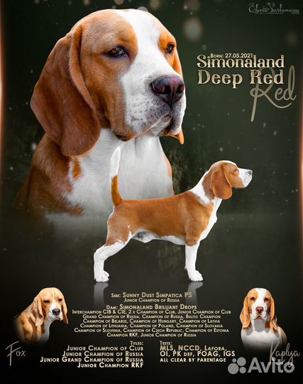 Щенки бигль