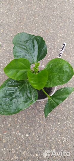 Гибискус красно - оранжевый