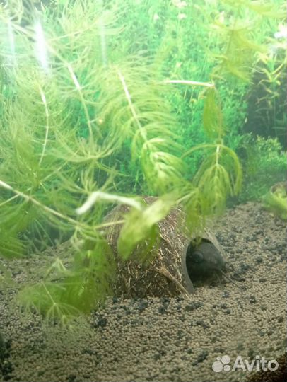 Синодонтис