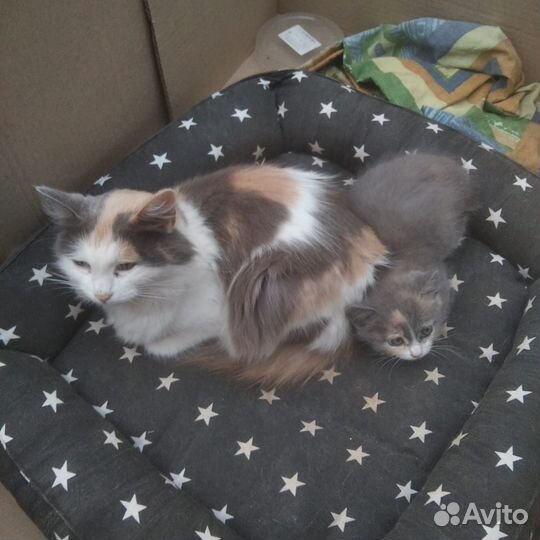 Отдам бесплатно