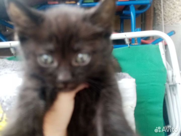 Котята 4 мальчика, 2 июля им будет 2 месяца