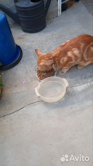Молодой котик