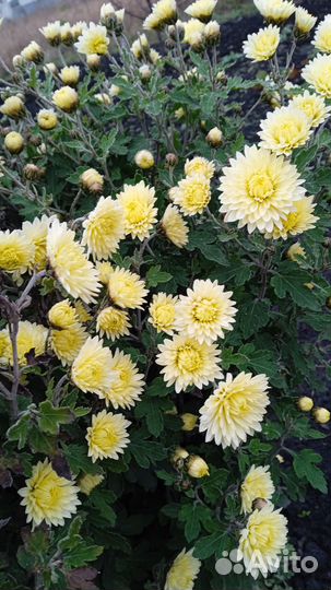 Хризантемы