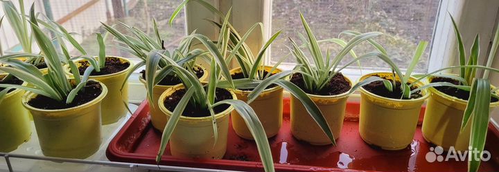 Хлорофитум