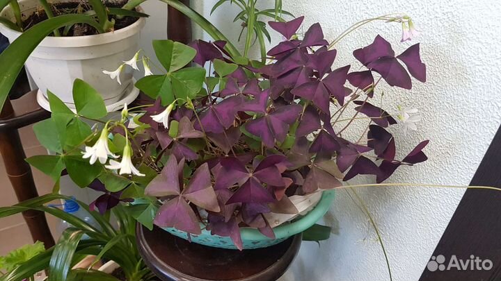 Оксалис/бабочка