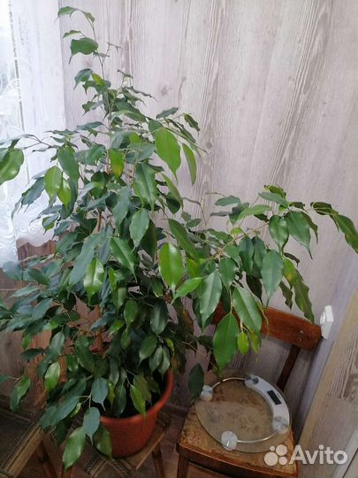 Фикус бенджамина