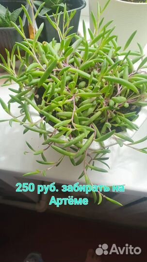 Комнатные растения