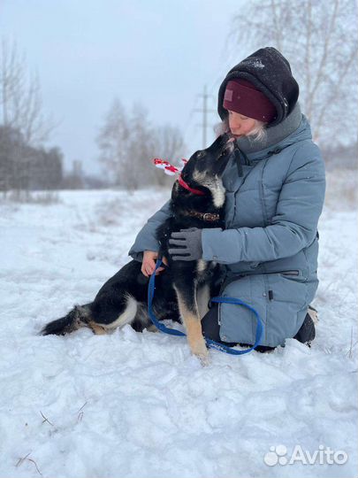 Собака в добрые руки