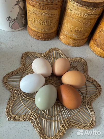 Яйца инкубационные кур и индоуток.Доставка