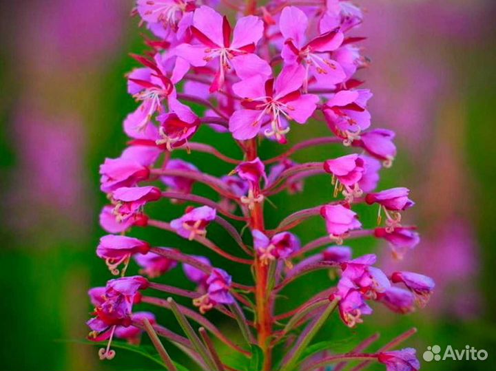 Иван чай 1 кг русский, правильной ферментации