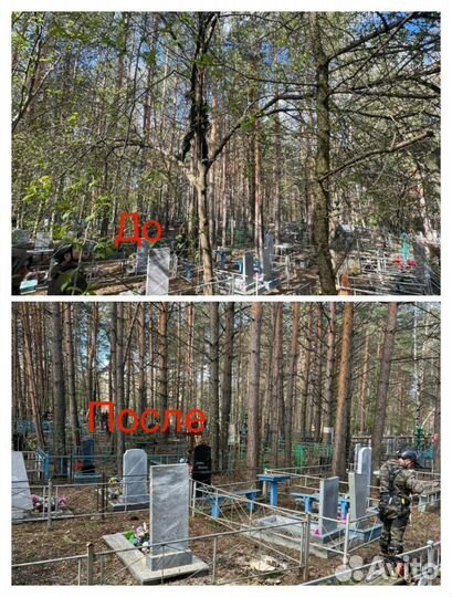 Спил деревьев