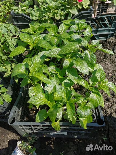 Рассада перца,томатов,огурцов,петуния