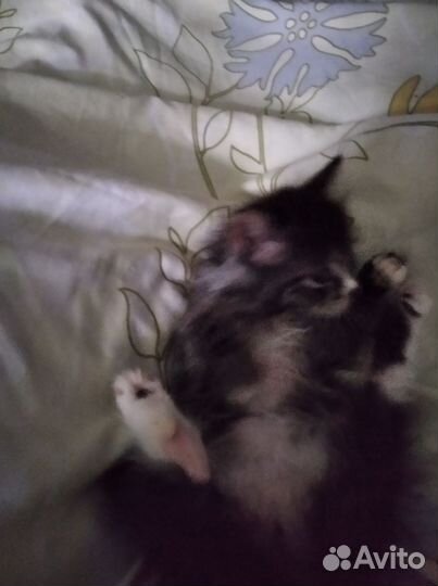 Котик Пушок 10 мес