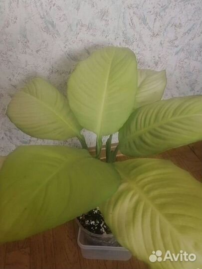 Спатифиллум Лемон Лайм