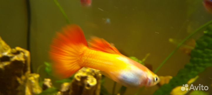 Самец взрослый гуппи Сансет