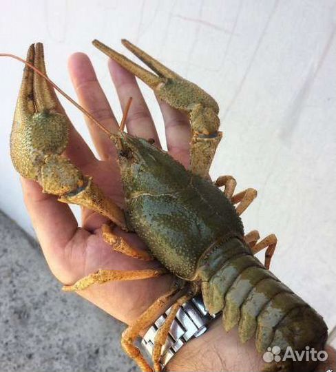 Раки живые, волжские